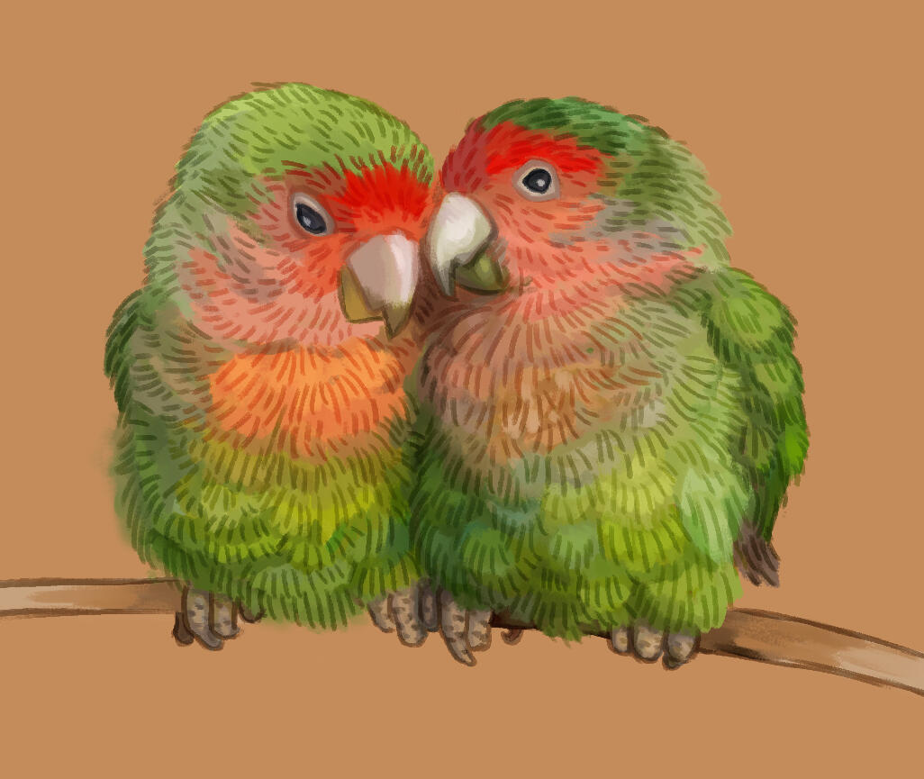 Lovebirds