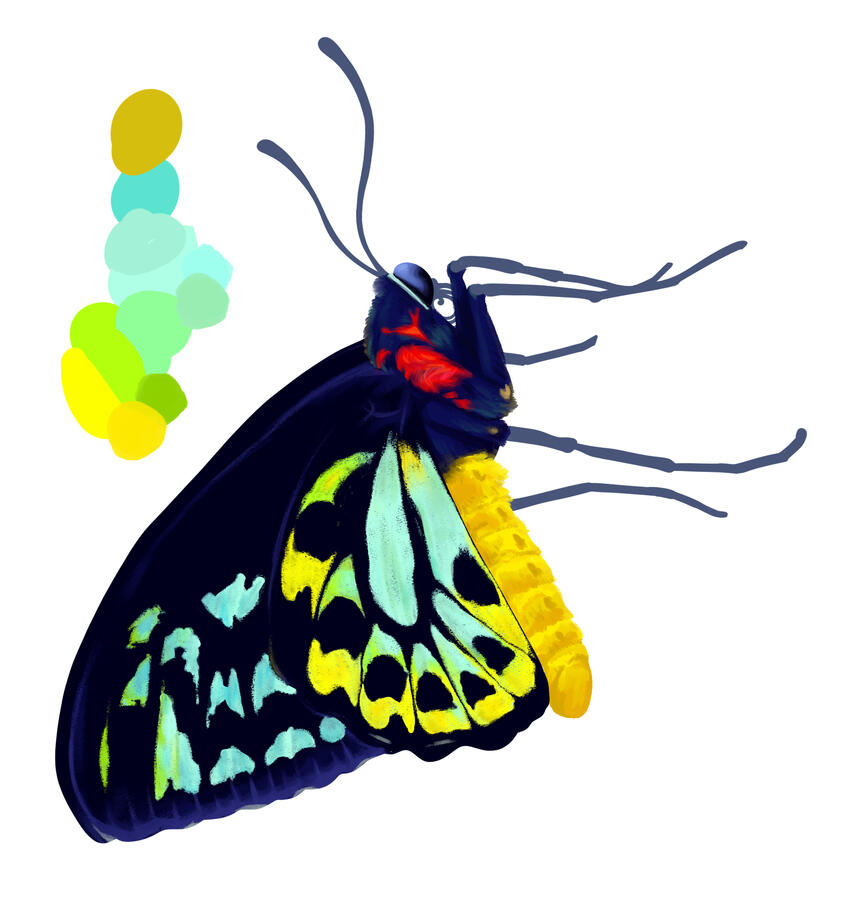 Color Study