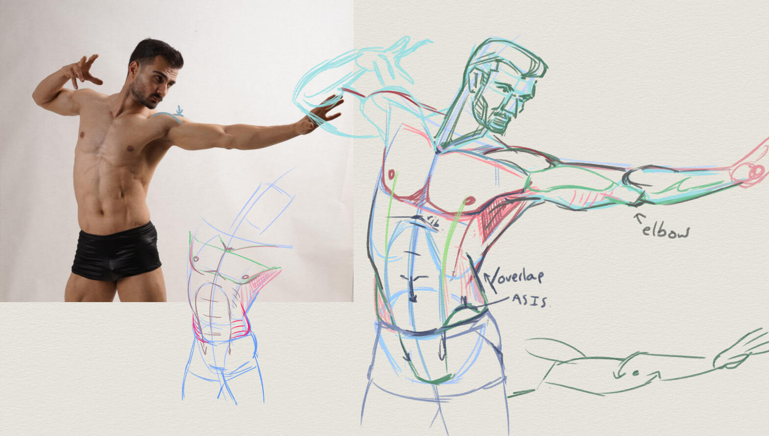 Anatomy Study