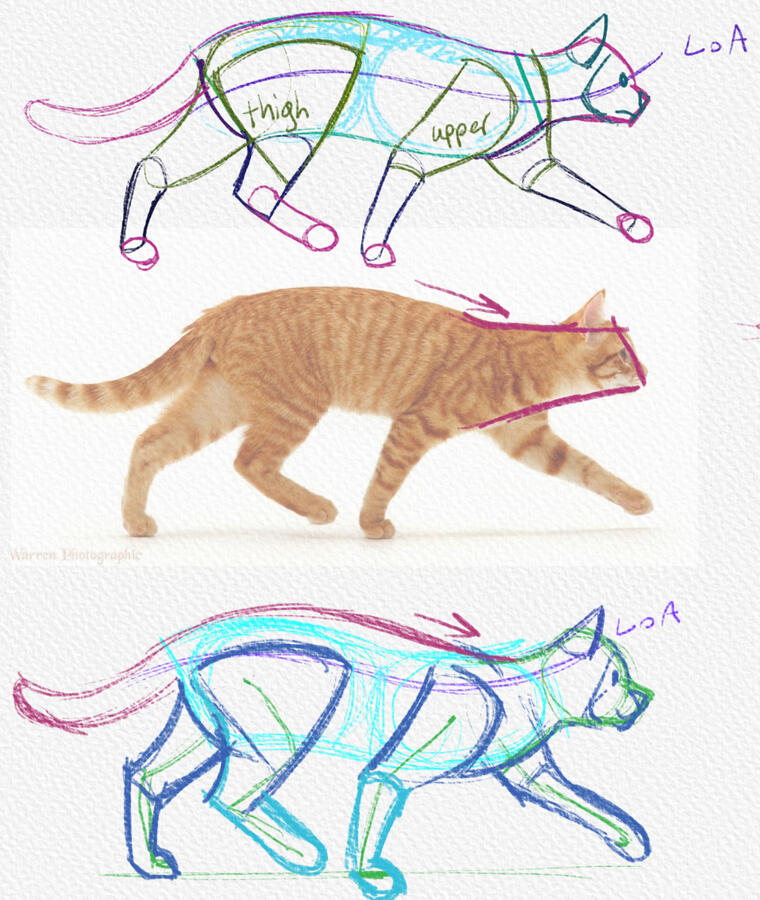 Cat Practice