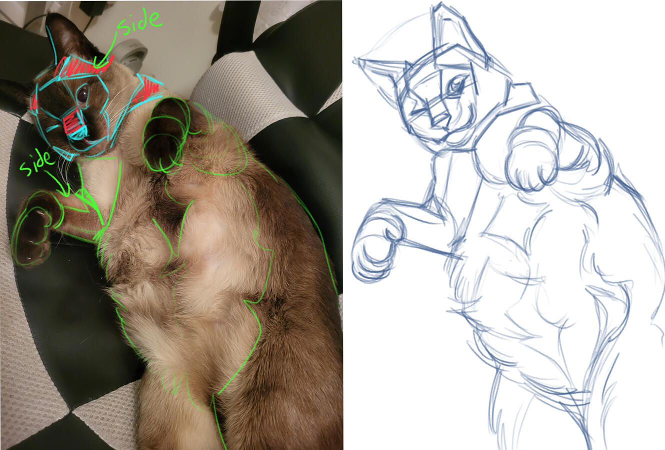 Cat Study featuring Sonya, my family cat